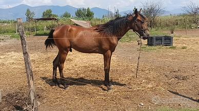 Puledro trottatore lettera L