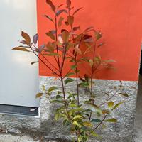 Photinia red robin pianta da siepe h.100