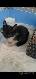 Dolcissimi gattini in adozione