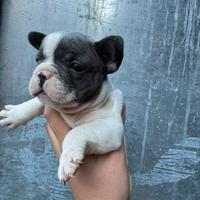 Bulldog francese