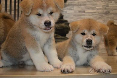 Cuccioli Akita Inu
