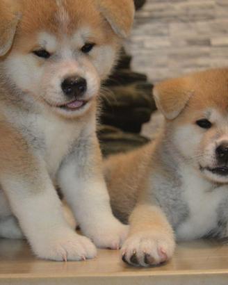 Cuccioli Akita Inu