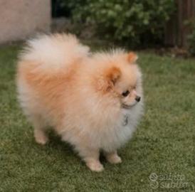 Spitz di pomerania nano