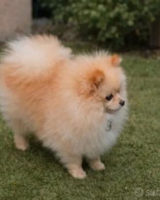 Spitz di pomerania nano