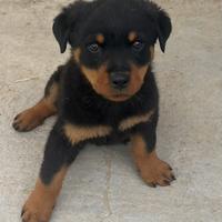 Cuccioli di rottweiler