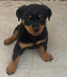 Cuccioli di rottweiler