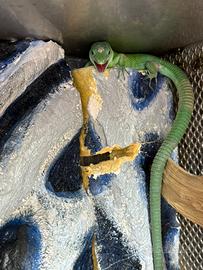 Gastropholis prasina CB24