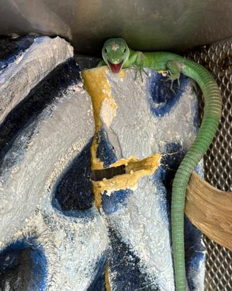 Gastropholis prasina CB24