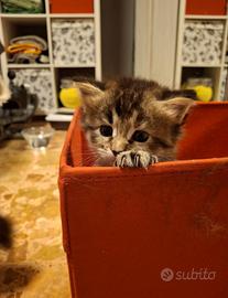 Gattina