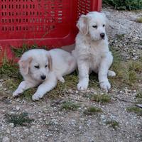 Cuccioli pastore maremmano