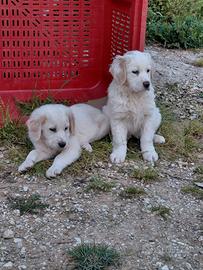 Cuccioli pastore maremmano