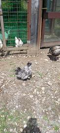 Gallo moroseta