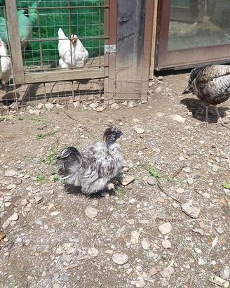 Gallo moroseta