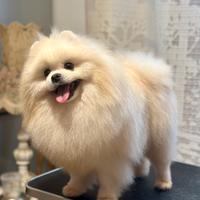 Spitz di Pomerania nano per monta