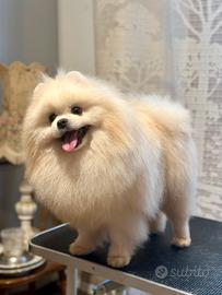 Spitz di Pomerania nano per monta