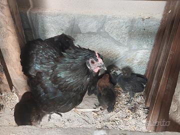 Pulcini di galline americane nane da cova