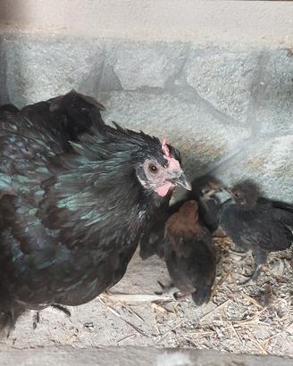 Pulcini di galline americane nane da cova