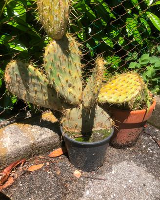 Cactus