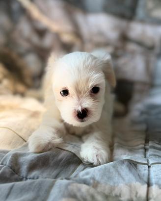 Maltese