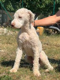 lagotto romagnolo 