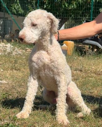 lagotto romagnolo 