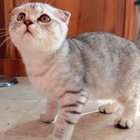 Gatto scottish fold