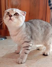 Gatto scottish fold