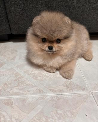 Cucciola di Volpino di Pomerania