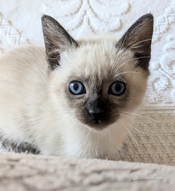 Gattini Siamese thai Seal Point