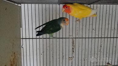 coppia inseparabili