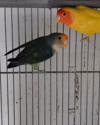 coppia inseparabili