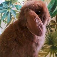 Cuccioli Minilop in purezza