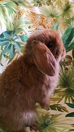 Cuccioli Minilop in purezza