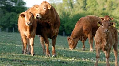 Vitelli Limousine alta Genealogia