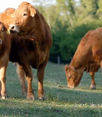 Vitelli Limousine alta Genealogia
