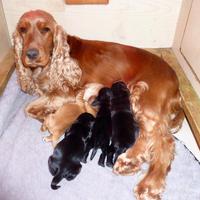 Cocker Spaniel Cuccioli