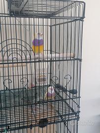 Diamantini Gould
