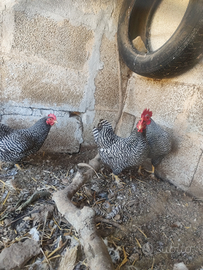 Amrock nana e moroseta