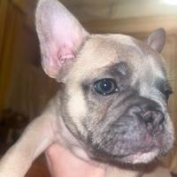 Cuccioli dí bulldog francese