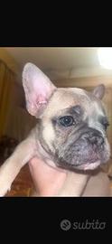 Cuccioli dí bulldog francese