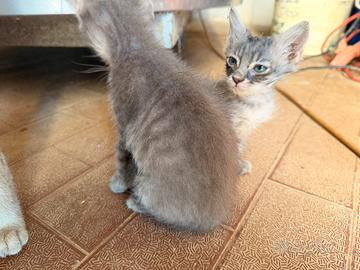Gattini