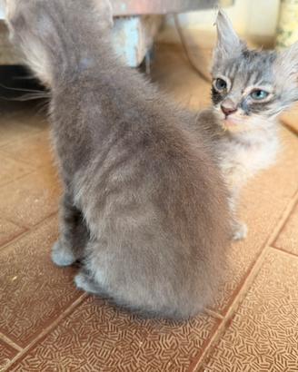 Gattini