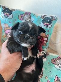 Chihuahua