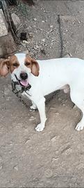 Cane da caccia
