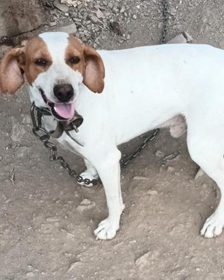 Cane da caccia