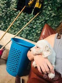 Jack Russell vaccinato zampa corta