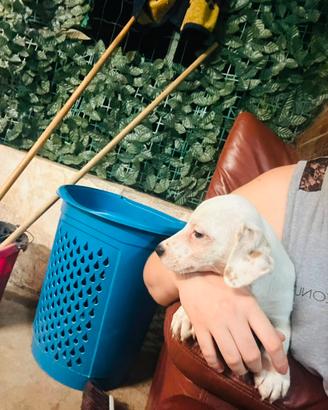 Jack Russell vaccinato zampa corta