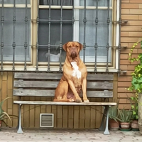 Dogue de bordeaux maschio