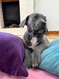 Ultima cucciola di cane corso