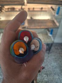 Diamanti di gould